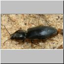 Dicronychus sp - Schnellkaefer 01b 9mm Paarung.jpg